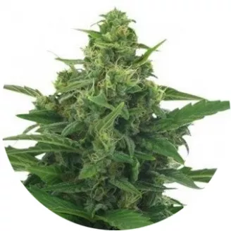 Сорт семян конопли LSD Auto Fem.