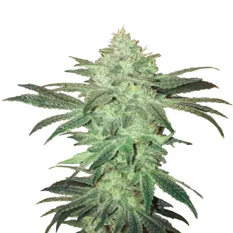 Сорт семян конопли Stardawg Auto Fem.